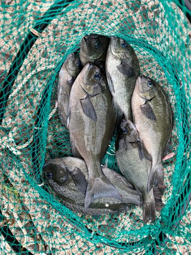 メジナの釣果