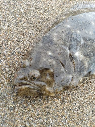 ソゲの釣果
