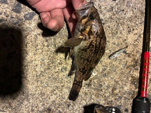 クロソイの釣果