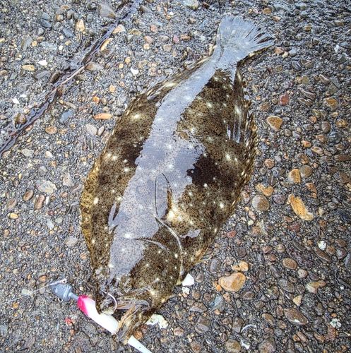ソゲの釣果