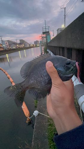 ブルーギルの釣果