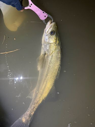 スズキの釣果