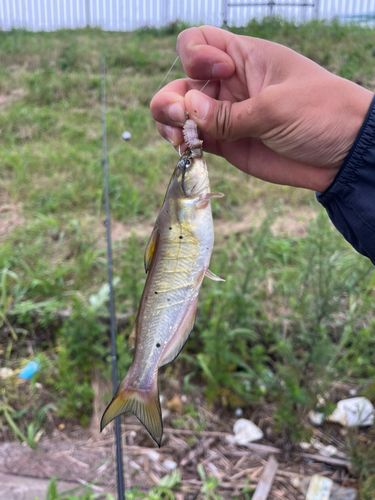 アメリカナマズの釣果