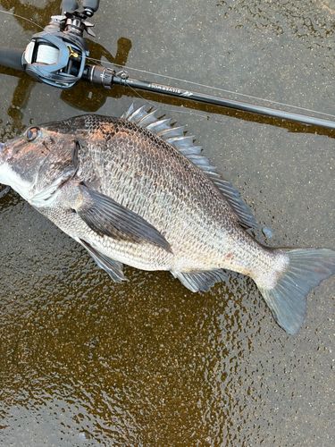 チヌの釣果