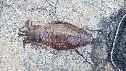 モンゴウイカの釣果