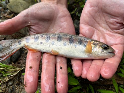 ヤマメの釣果