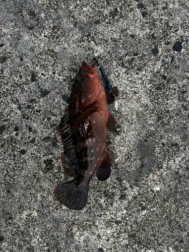 アコウの釣果