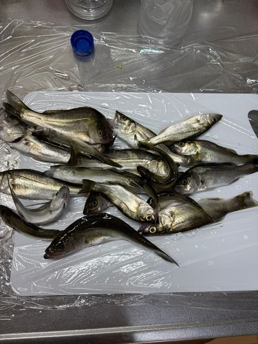 セイゴ（タイリクスズキ）の釣果
