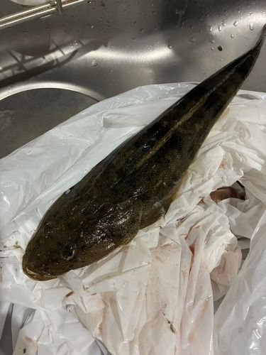 マゴチの釣果