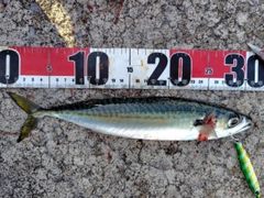 サバの釣果