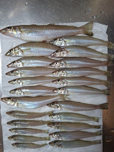 キスの釣果