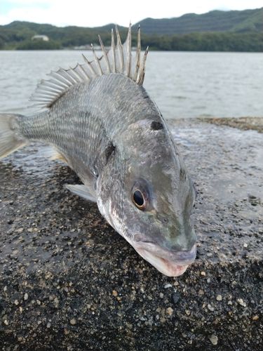 キビレの釣果