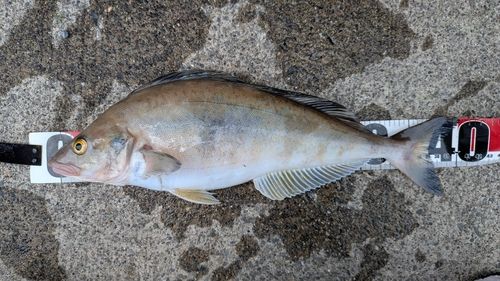 ホッケの釣果