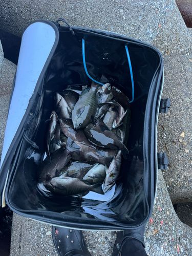 グレの釣果