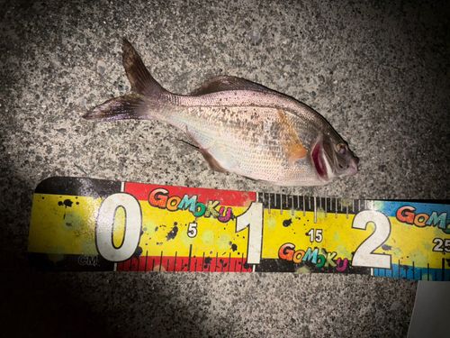 ウミタナゴの釣果