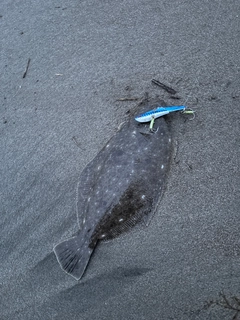 ヒラメの釣果
