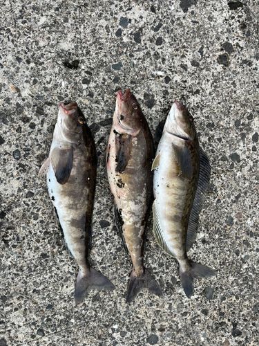 ホッケの釣果