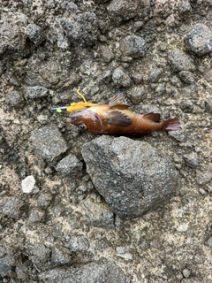 ガヤの釣果