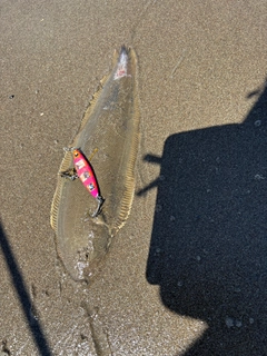 シタビラメの釣果
