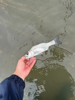 スズキの釣果
