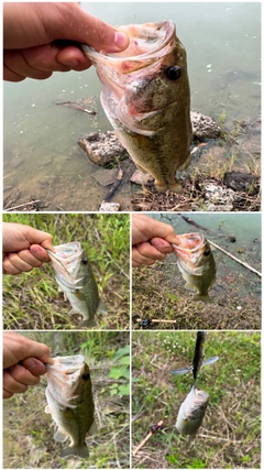ブラックバスの釣果