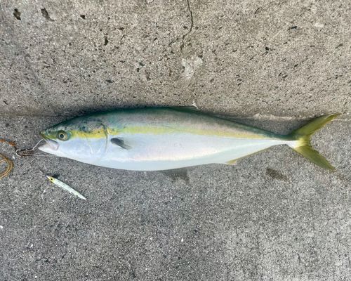 ヤズの釣果