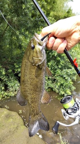 スモールマウスバスの釣果