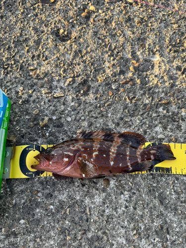 キジハタの釣果