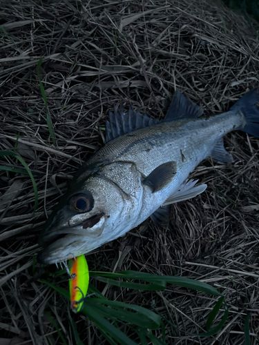 スズキの釣果
