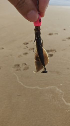 シタビラメの釣果