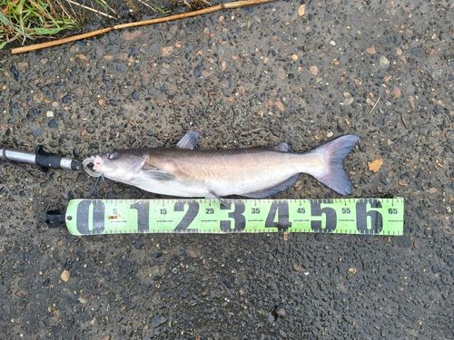 アメリカナマズの釣果