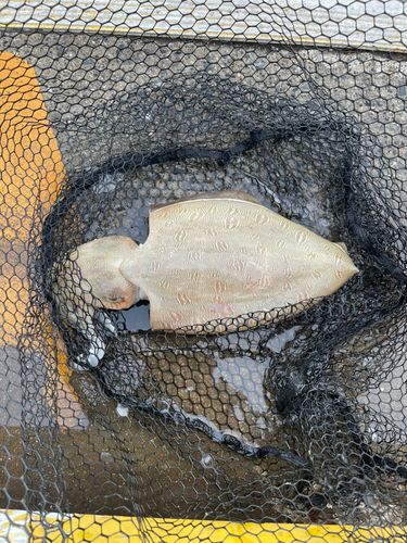 モンゴウイカの釣果
