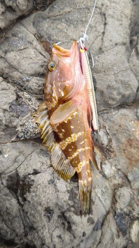 キジハタの釣果