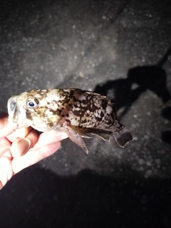 クロソイの釣果