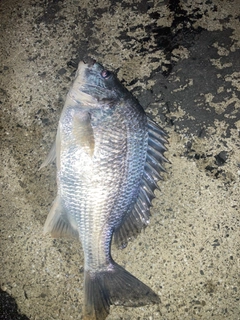 キビレの釣果