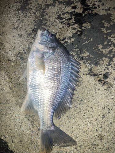 キビレの釣果