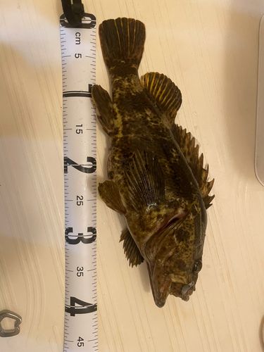 タケノコメバルの釣果