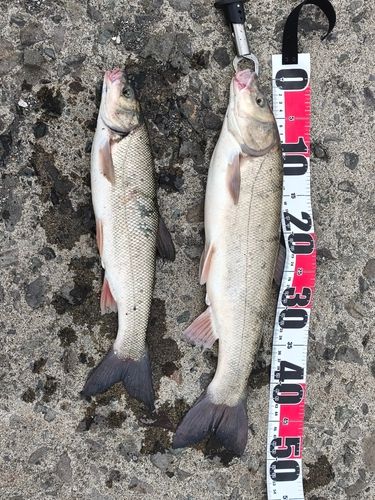 ウグイの釣果