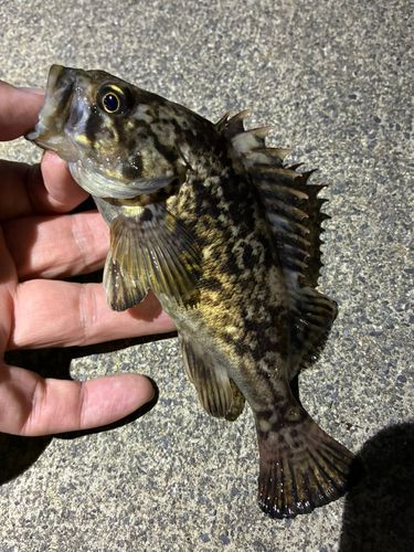 ソイの釣果