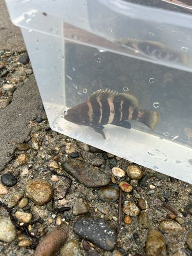 アオハタの釣果