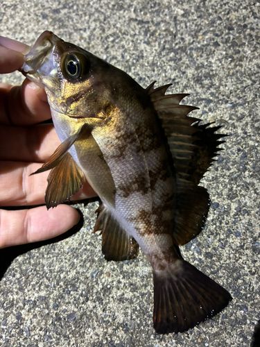 メバルの釣果