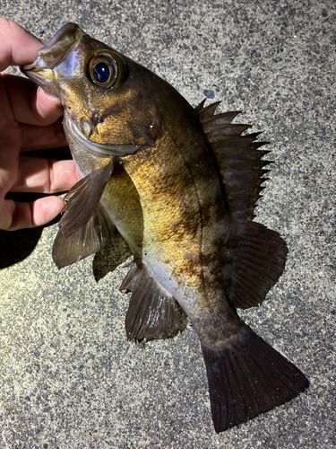 メバルの釣果