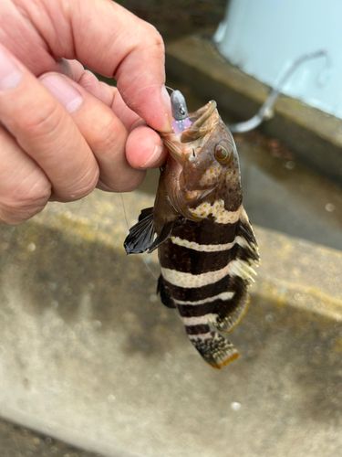 アオハタの釣果