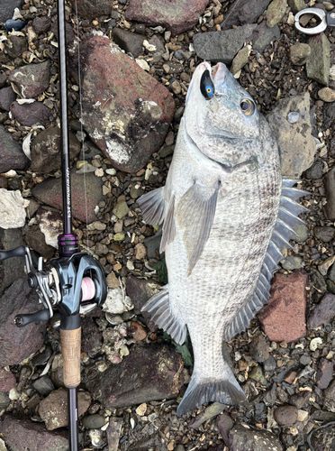 チヌの釣果