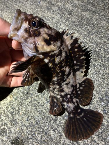 ソイの釣果
