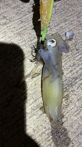 イカの釣果