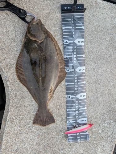 ソゲの釣果