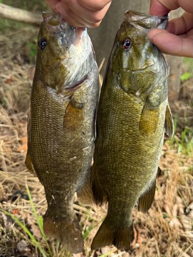 スモールマウスバスの釣果