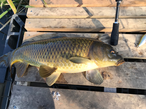 ニゴイの釣果