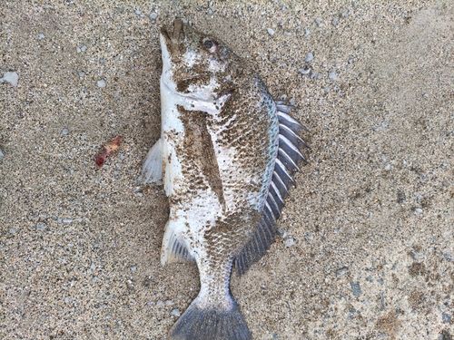釣果